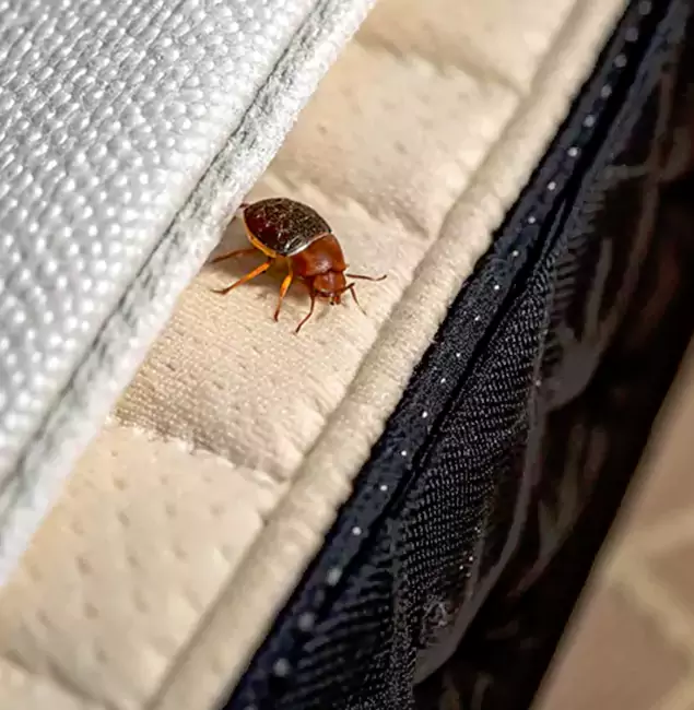 Why Choose Wilsonville Pest Control Pro for Bed Bug Treatment at Home in Wilsonville, OR?