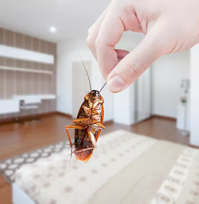 Why Wilsonville Pest Control Pro Stand Out For Bed Bug Inspection in Wilsonville, OR?
