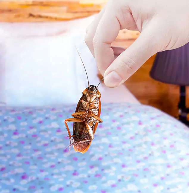 Why Choose Wilsonville Pest Control Pro for Bed Bug Treatment in Wilsonville, OR?