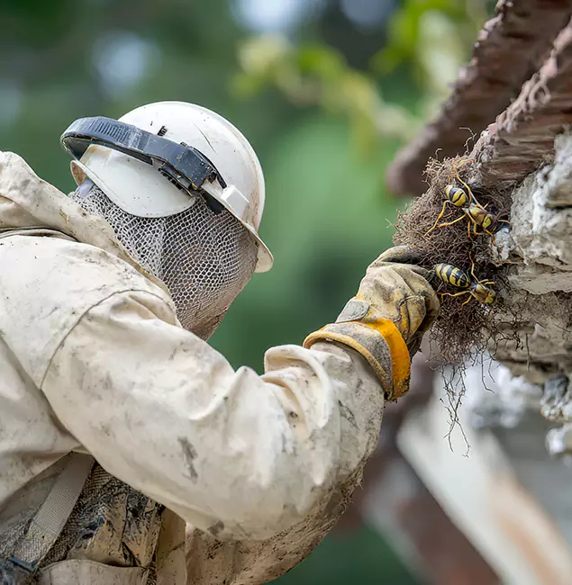 Why Wilsonville Property Owners Choose Wilsonville Pest Control Pro for Bee Exterminator?