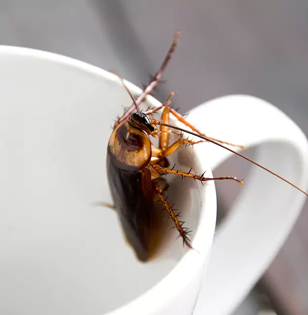 Why Wilsonville, OR Residents Trust Wilsonville Pest Control Pro for Cockroach Fumigation?
