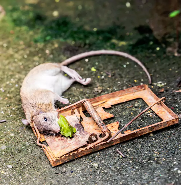 Why Wilsonville, OR Homeowners Trust Wilsonville Pest Control Pro for Rodent Removal?