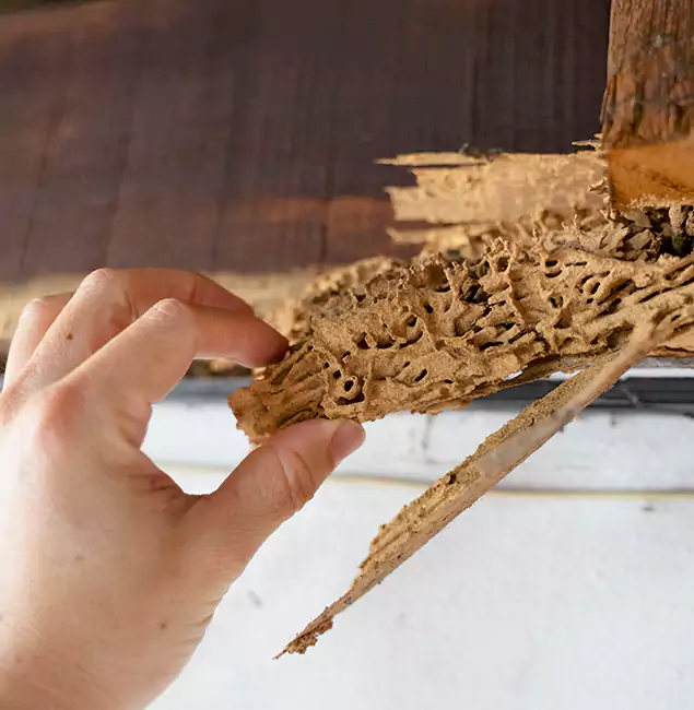 Why Choose Wilsonville Pest Control Pro in Wilsonville, OR?