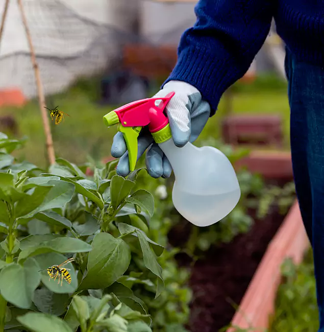 Why Wilsonville Homeowners Choose Wilsonville Pest Control Pro for Honey Bee Removal?