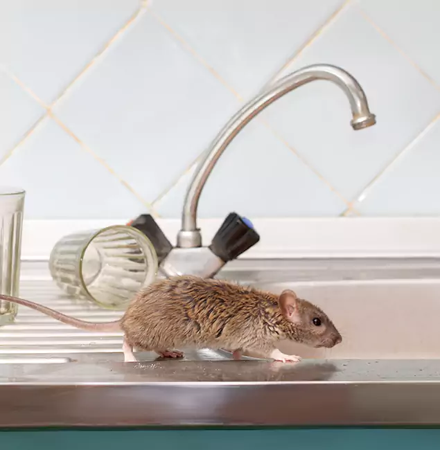 Why Wilsonville, OR Trusts Wilsonville Pest Control Pro for Humane Rodent Control?