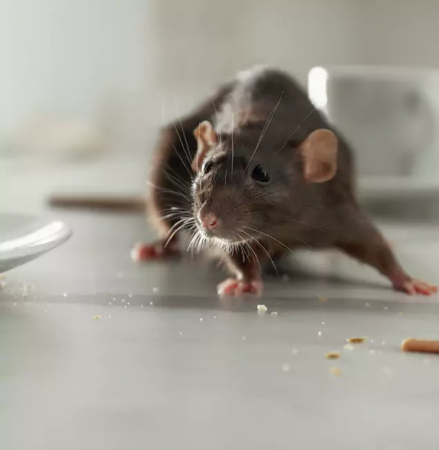 Why Wilsonville Homeowners Choose Wilsonville Pest Control Pro for Mice Control?