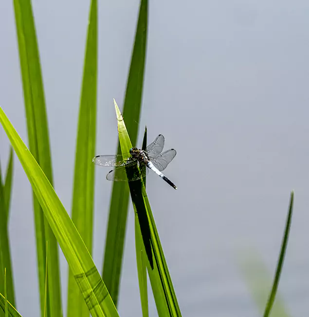 Why Wilsonville Families Trust Wilsonville Pest Control Pro for Mosquito Prevention?