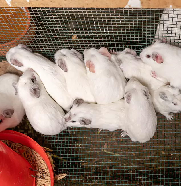 Why Wilsonville Pest Control Pro Is the Trusted Choice in Wilsonville, OR?