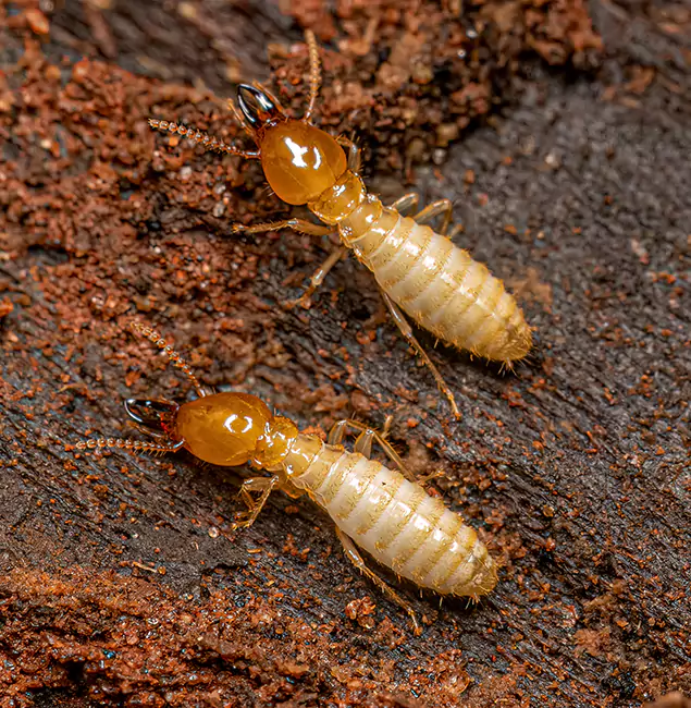 Why Choose Wilsonville Pest Control Pro for Termite Treatment Without Tenting in Wilsonville, OR?