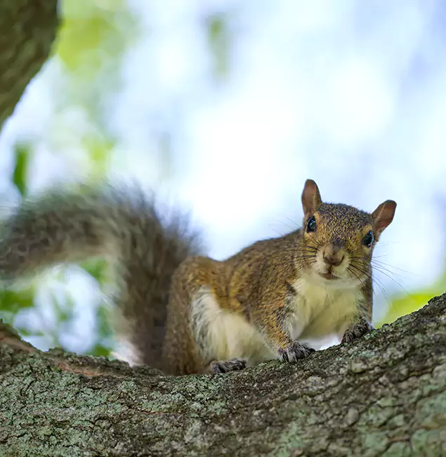 Why Wilsonville, OR Relies on Wilsonville Pest Control Pro for Squirrel Pest Control?