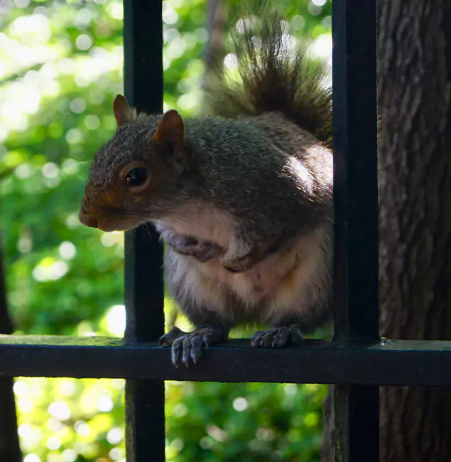 Why Wilsonville, OR Chooses Wilsonville Pest Control Pro for Squirrel Removal?