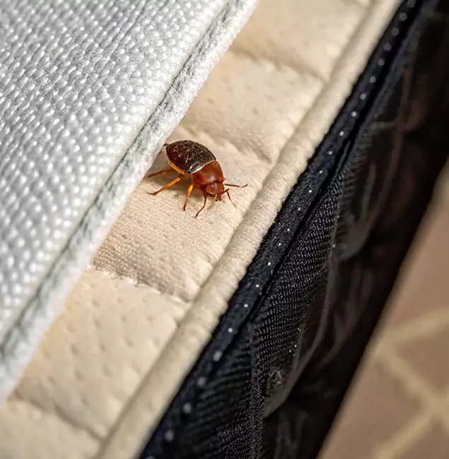 Why Wilsonville Homeowners Trust Wilsonville Pest Control Pro for Tick Treatment?