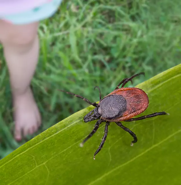 Why Wilsonville Homeowners Choose Wilsonville Pest Control Pro for Tick Extermination?