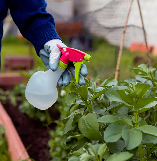 Why Wilsonville Relies on Wilsonville Pest Control Pro for Wasp Control Services?