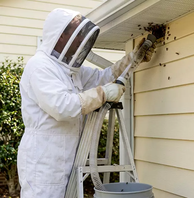 Why Wilsonville Trusts Wilsonville Pest Control Pro for Wasp Control?