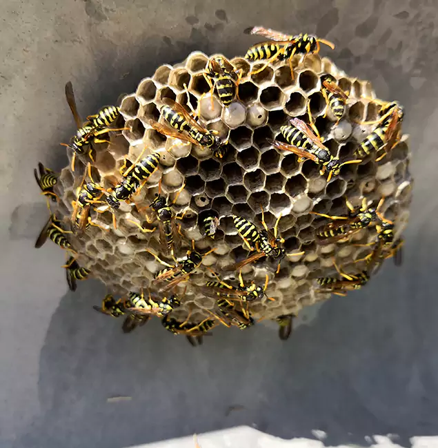 Why Wilsonville Chooses Wilsonville Pest Control Pro for Wasp Control Services?