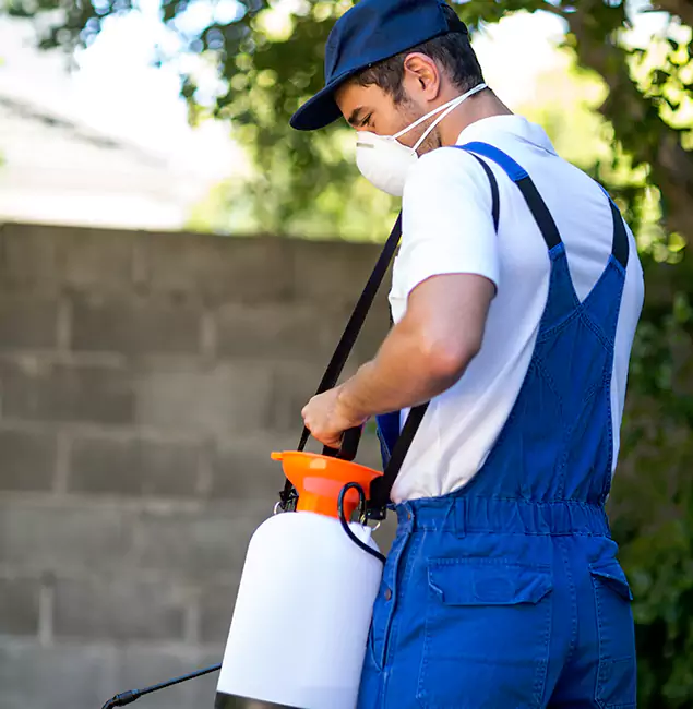Why Wilsonville Pest Control Pro Is the Right Choice for Yellow Jacket Removal in Wilsonville, OR?