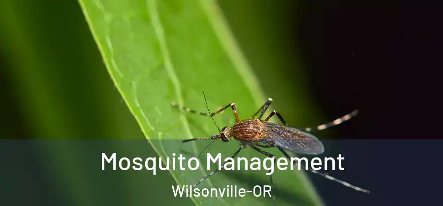 Mosquito Management Wilsonville-OR