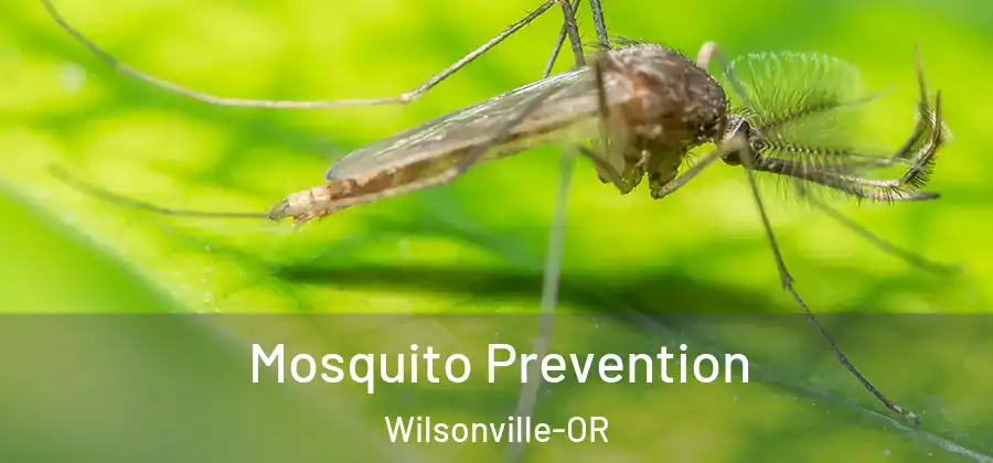 Mosquito Prevention Wilsonville-OR