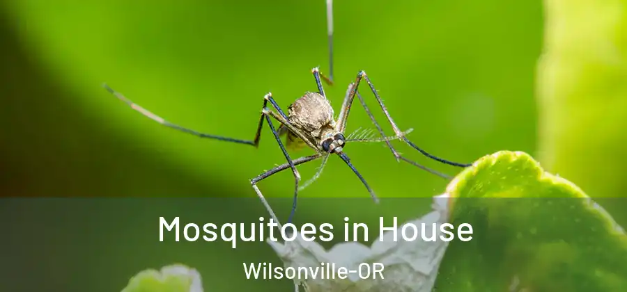 Mosquitoes in House Wilsonville-OR