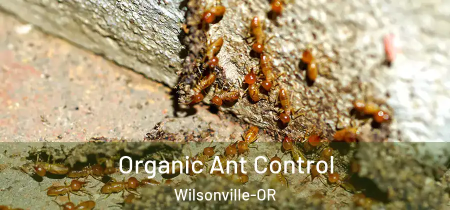 Organic Ant Control Wilsonville-OR