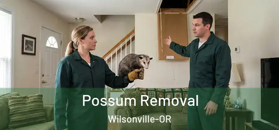 Possum Removal Wilsonville-OR