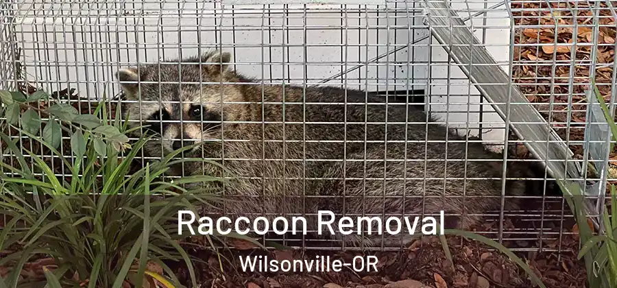 Raccoon Removal Wilsonville-OR