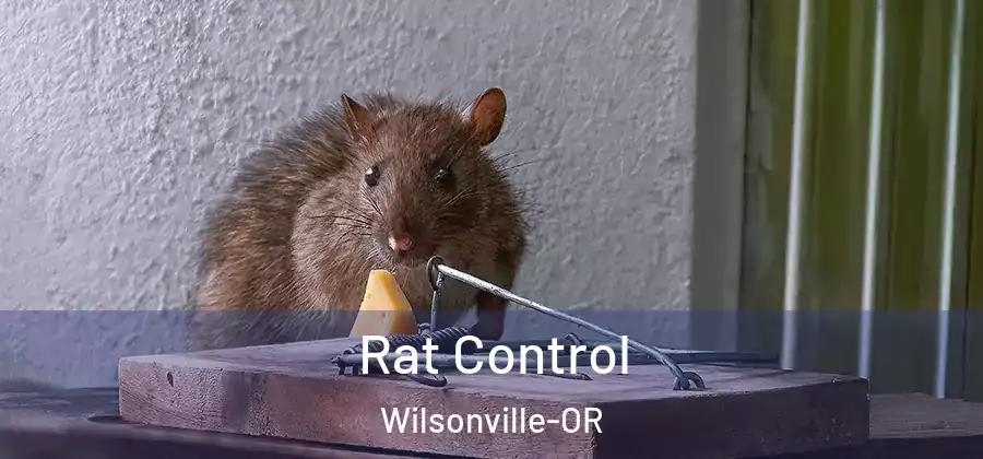 Rat Control Wilsonville-OR