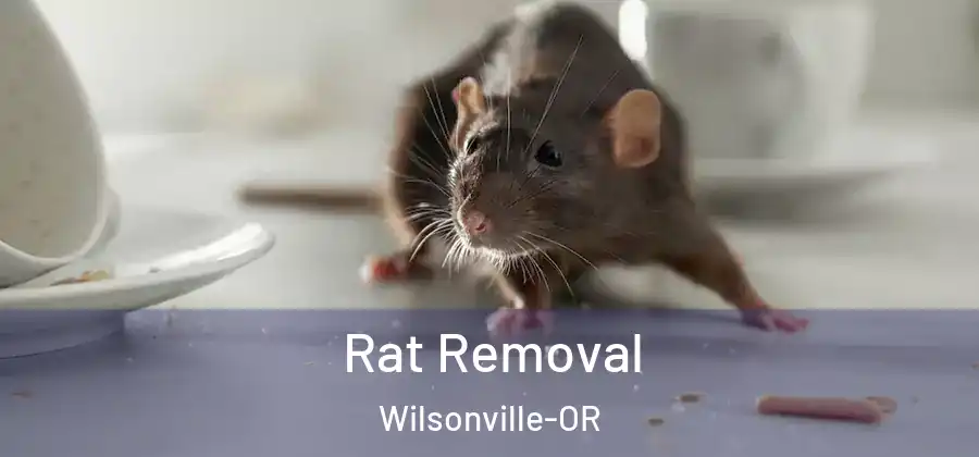 Rat Removal Wilsonville-OR