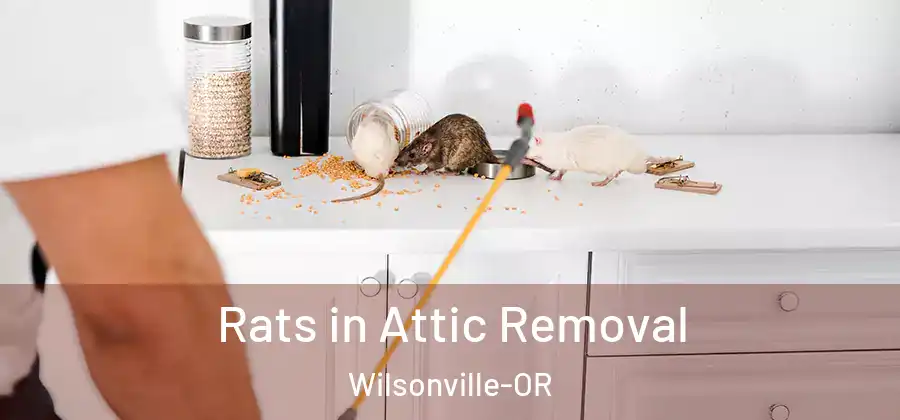 Rats in Attic Removal Wilsonville-OR