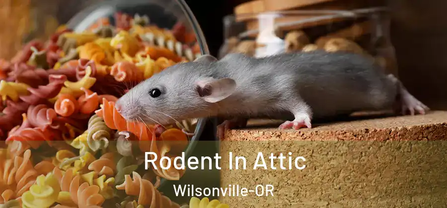 Rodent In Attic Wilsonville-OR