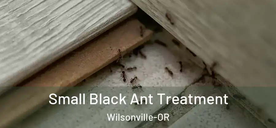 Small Black Ant Treatment Wilsonville-OR