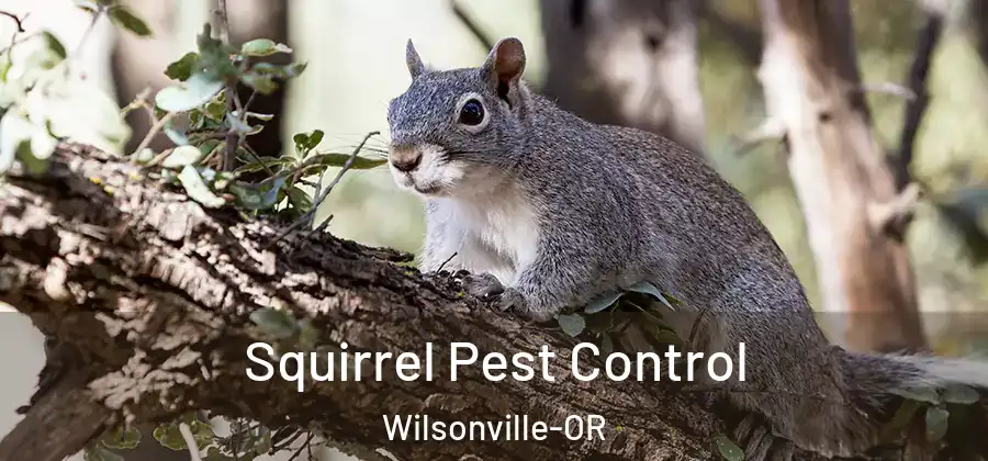 Squirrel Pest Control Wilsonville-OR