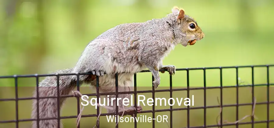 Squirrel Removal Wilsonville-OR