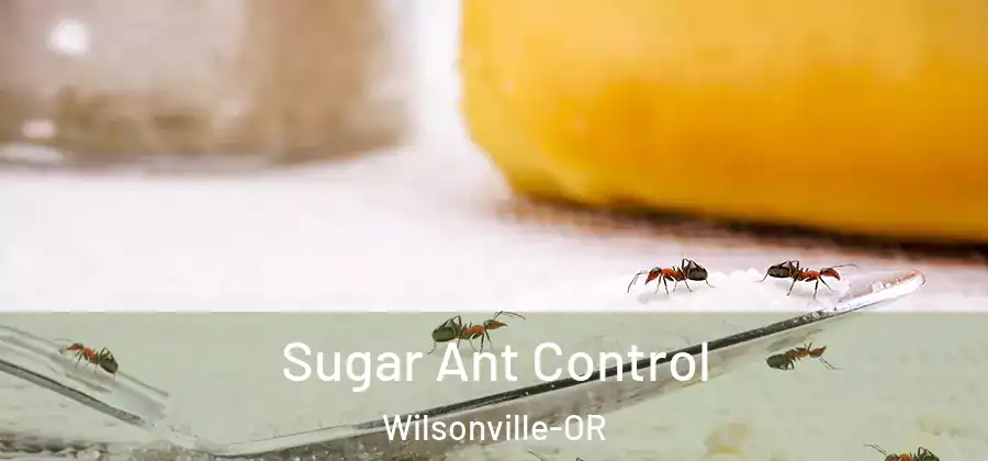 Sugar Ant Control Wilsonville-OR