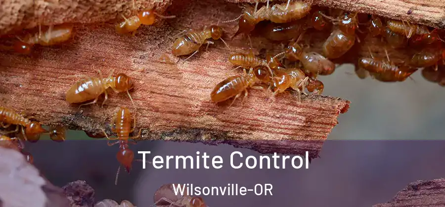 Termite Control Wilsonville-OR