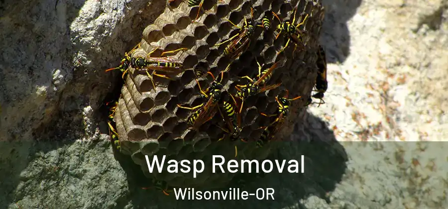 Wasp Removal Wilsonville-OR
